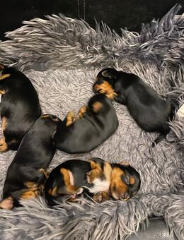 Yorkshire Terrier Welpen - Greven Zentrum