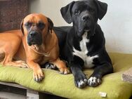 Canario mix/ deutsche Dogge mix( ein Rüde und zwei Mädchen sind reserviert) - Leipzig Alt-West