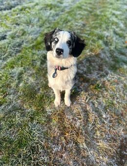 Australien Sheperd Hündin 6 Monate alt - Rotenburg (Fulda) Zentrum