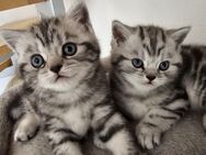 BKH Kitten - Bergkamen