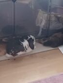 Stubenreine Kaninchen in 76829