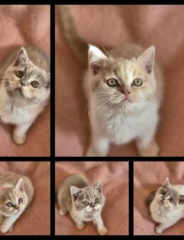 5 süße BKH Bärchen - Hennef (Sieg)