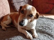 Molly, zartes, schmusebedürftiges Hundemädchen sucht ihre Familie - Rheda-Wiedenbrück