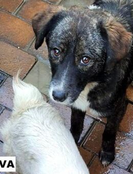 Alva sucht liebe Menschen oder Paten - Neuhausen (Fildern)