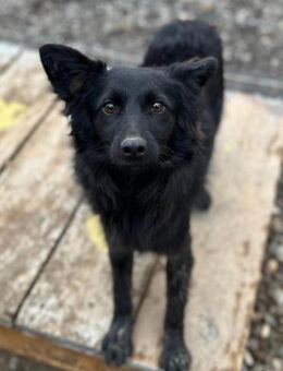 Tila 💗 schmusige, so freundliche Hündin - Hamburg