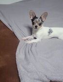 Chihuahua Rüde Chicko in 58507