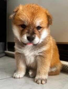 Akita Inu Welpen - Weil der Stadt