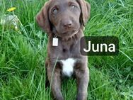 Abgabebereit Labradoodle Welpen braun F1 Könispudel x Labrador - Warburg (Hansestadt) Warburg