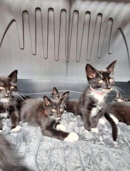 Maine coon Mix - Wathlingen