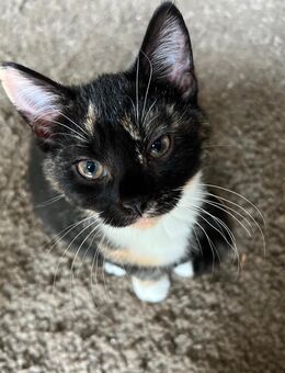 Schildpatt Kitten suchen ein für immer zu Hause - Hamburg