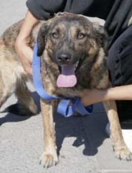 Astera ist sehr sanft und lieb! - Karben