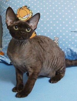 Devon Rex Kitten weiblich - Wolmirstedt