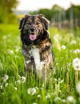 Hündin Ayana sucht Familie - Neuhausen (Fildern)