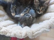 2 süsse Maine Coon Mix Mädchen - Borsdorf