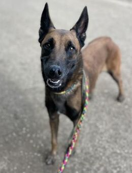 Brave - Neubrunn (Bayern)