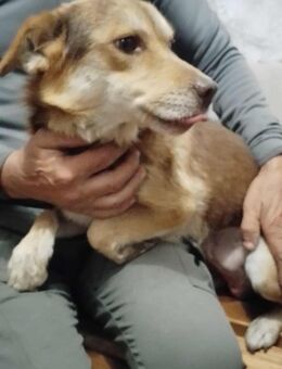 Supersüßer Schoki - Coppenbrügge