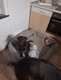 Labrador mit Papiere - Tellingstedt