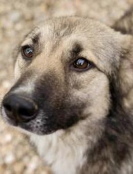 Frohnatur Akido sucht Zuhause fürs Leben - Duisburg