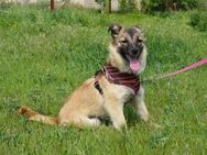 Süße Jolie sucht eine liebevolle Familie - Kleinostheim