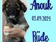 Kleine Fellnase Anouk sucht 💕 - Sindelfingen