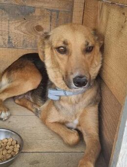 Vanja von kettenlos - Bollingstedt