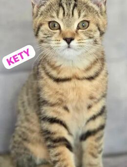 Süße weibliche Katze - Hofheim (Taunus)