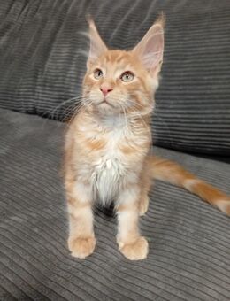 Maine coon mit Stammbaum - Hemau