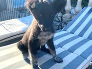 NELE - ein Babyhund auf der Suche...... - Kempen