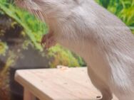 Rennmaus Vater/ Sohn Duo sucht neues Zuhause - Remagen