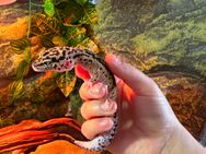 Leopardgeckos auch gerne mit Terrarium abzugeben - Langenau