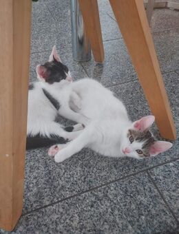2 Katzen zu verkaufen. - Borken (Hessen)
