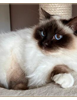 Heilige Birma Katze Alice in chocolate-point sucht neues Zuhause - Köln