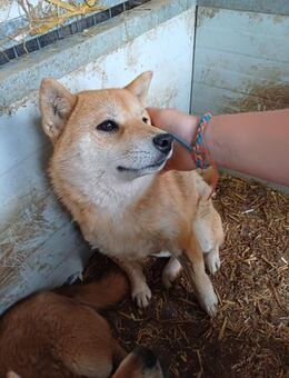 Tapeta, schüchternes Shiba Inu Mädchen - Remagen