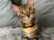 2 Bengal Kater 9 Monate - Suchen Neues Zuhause - Köln