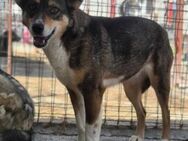 Wer hilft LUCKY AB20 aus seiner Angst? - Neuberg