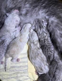 BKH Kitten - Stahlhofen (Wiesensee)