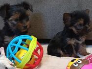 Yorkshire Terrier Welpen mini baby antialergika - Altomünster