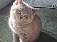 Reinrassige BKH Kitte Weibchen blau. - Schaffhausen