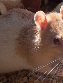 quirlige junge Farbratten Ratten Mädchen und Jungs - Neustadt (Sachsen) Hohwald