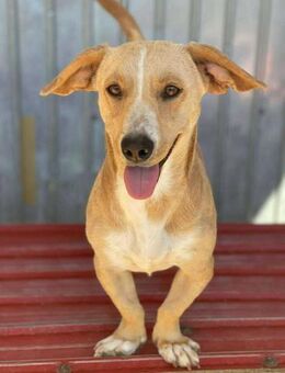 Lieber Rüde B638 sucht ihre Familie - Neuberg