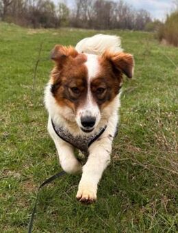 Paola soll nicht in Rumänien aufwachsen - Blankenheim (Nordrhein-Westfalen)