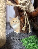 Sibirische Waldkatze in 63925