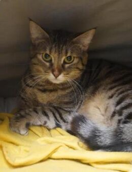 Callie ist noch schüchtern - Ingolstadt