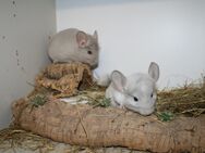 2 Chinchillababys Chinchilla suchen liebevolles Kuschelzuhause - Neustadt (Weinstraße)