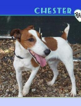 🤎 CHESTER 🤎 - SUCHT DAS GROßE GLÜCK! - Alfeld (Leine)