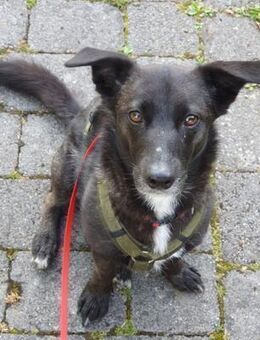 AMY DARF NICHT DURCHS RASTER FALLEN - Mönchengladbach