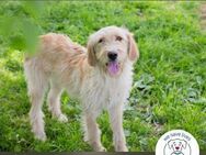 Chip 248948: sucht ein Zuhause - Kirchzell