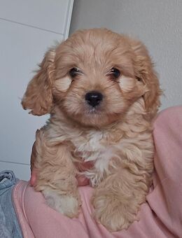 Cavalier King Charles/Toypudel Welpen Cavapoo Mini Pudel Doodle - Erfurt