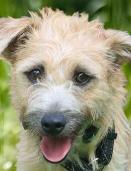 BARA - schüchternes&süßes Hundemädchen - Betzenstein