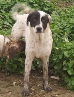 Feivel wünscht sich eigenes Körbchen - Beckingen